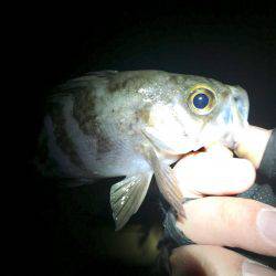 北淡エリア〜岩屋メバリング