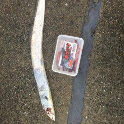 釣り始めタチウオ