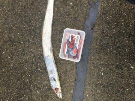 釣り始めタチウオ