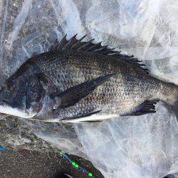 雪の降る中、フカセ釣り