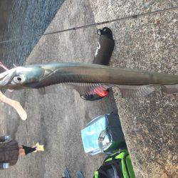 えー!この季節に!陸っぱりからタチウオ爆釣!