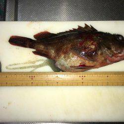 大寒波、暴風でもライトゲーム