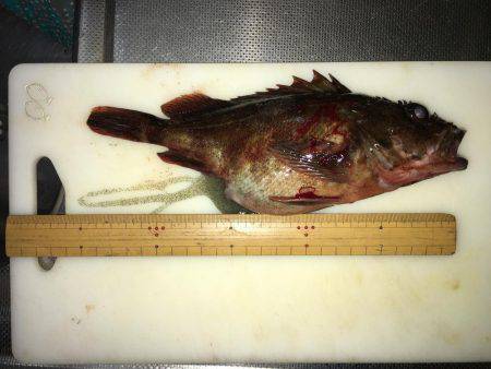 大寒波、暴風でもライトゲーム