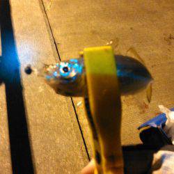 アジングで色々