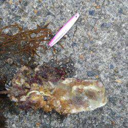 やっと釣れたー