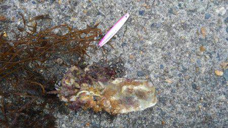 やっと釣れたー