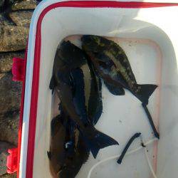 太地でグレ釣り