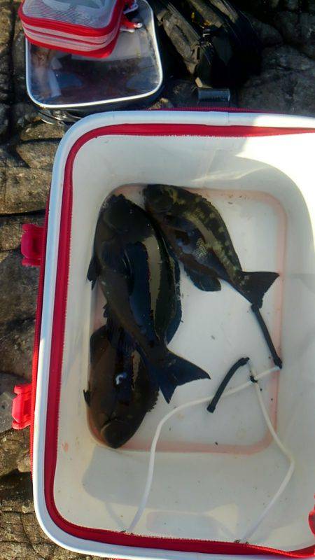 太地でグレ釣り