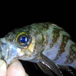 癒し系のナイトメバル♪