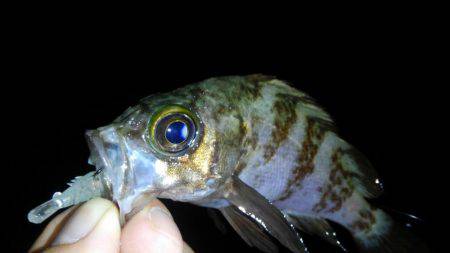 癒し系のナイトメバル♪