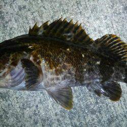 釣り始めもイイ感じ〜!