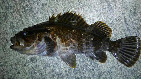 釣り始めもイイ感じ〜!