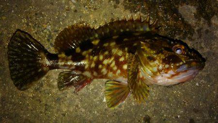 湾奥ロックゲーム！