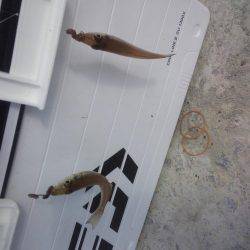 初釣りはちょい投げ