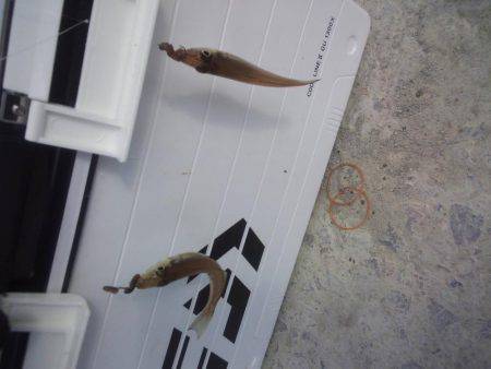 初釣りはちょい投げ