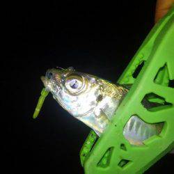 さんがにちアジング