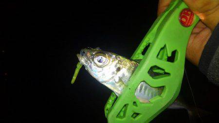 さんがにちアジング