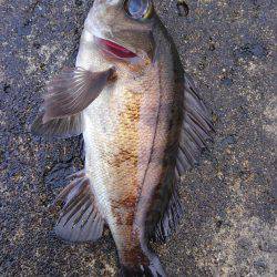 ミップル様周辺にて(笑)。