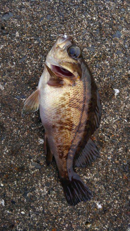 ミップル様周辺にて(笑)。