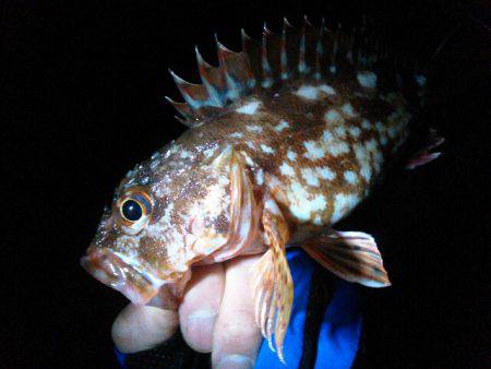 チヌ狙うもガシラのみ