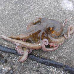 冬タコのわりに小ぶりです