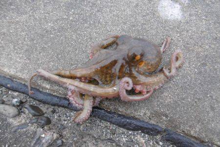 冬タコのわりに小ぶりです