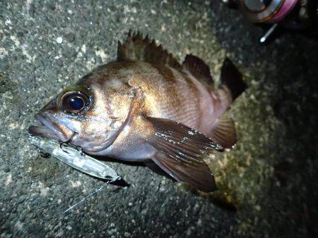 五目フラッタースリム 激ヤヴァ