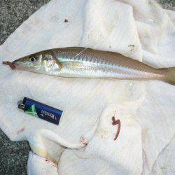 初釣行でダブル、トリプルと最高の釣果でした