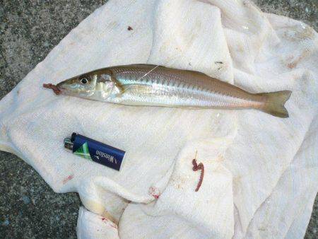 初釣行でダブル、トリプルと最高の釣果でした