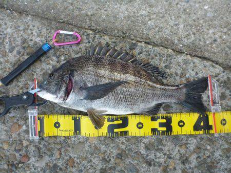 エビ撒き　チヌ・ハネ好釣！！