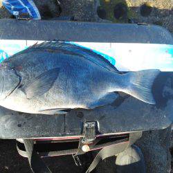 こんなん出ました・・・グレ