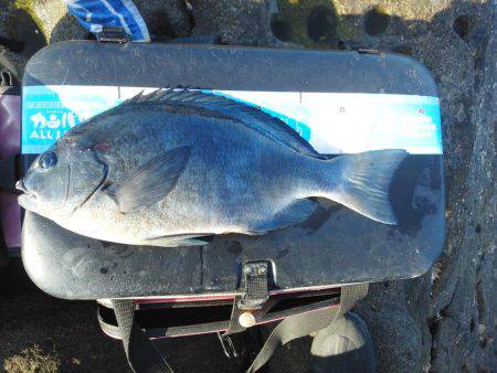 こんなん出ました・・・グレ