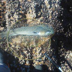 こんなん出ました・・・グレ