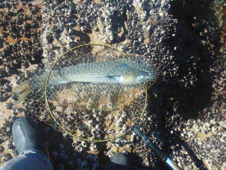 こんなん出ました・・・グレ