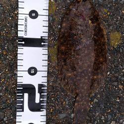 エビで鯛ならぬ、カレイで肉を釣る！