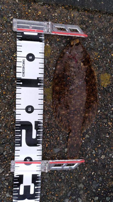 エビで鯛ならぬ、カレイで肉を釣る！