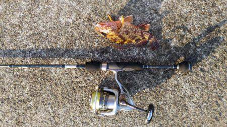 メバリングのはずが