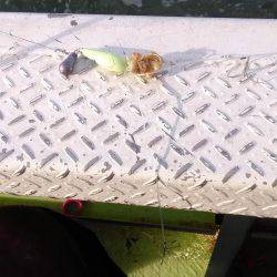 ショウサイフグ釣り