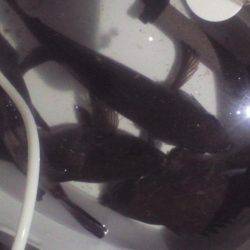 多奈川周辺でのメバル調査