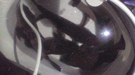 多奈川周辺でのメバル調査