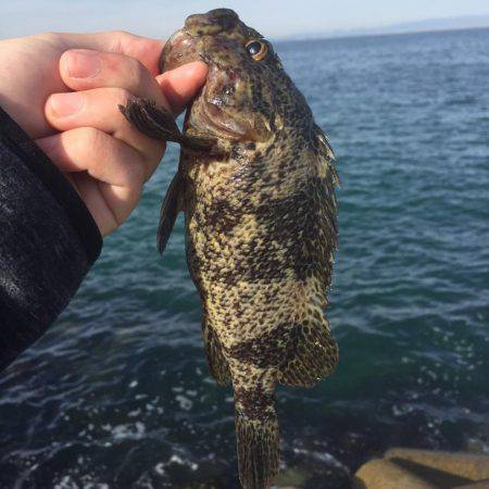 朝のメバリング！