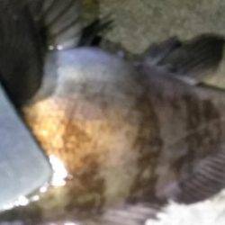 アミパターン攻略