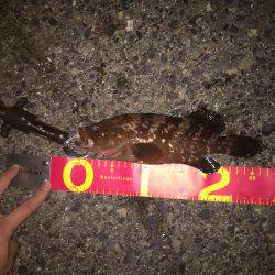 エビまきで根魚パラダイス！