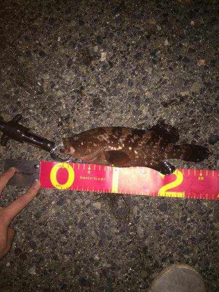 エビまきで根魚パラダイス！