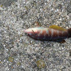 年明け淡路島釣行！