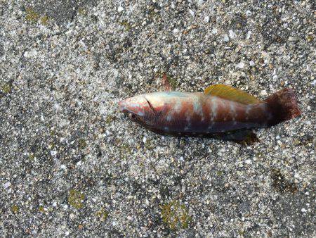 年明け淡路島釣行！