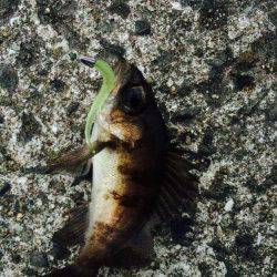 爆風メバリング