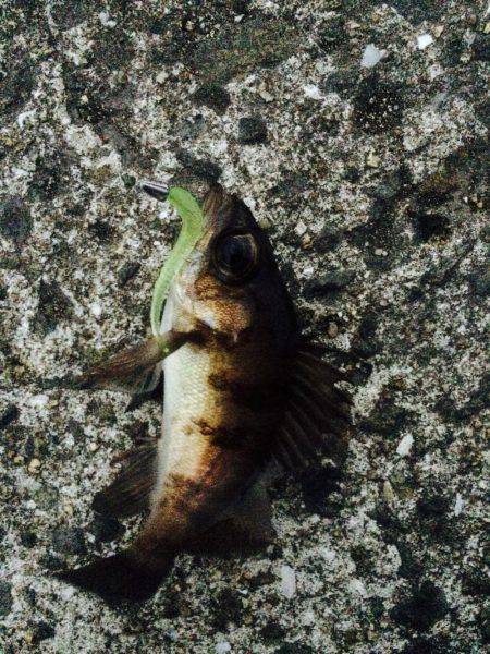 爆風メバリング