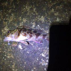 寒波＋爆風メバリング