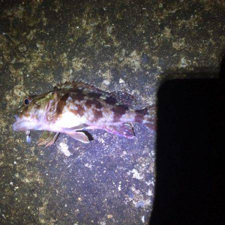 寒波＋爆風メバリング